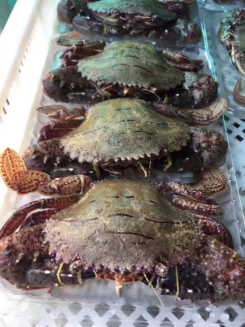 活冻黑蟹