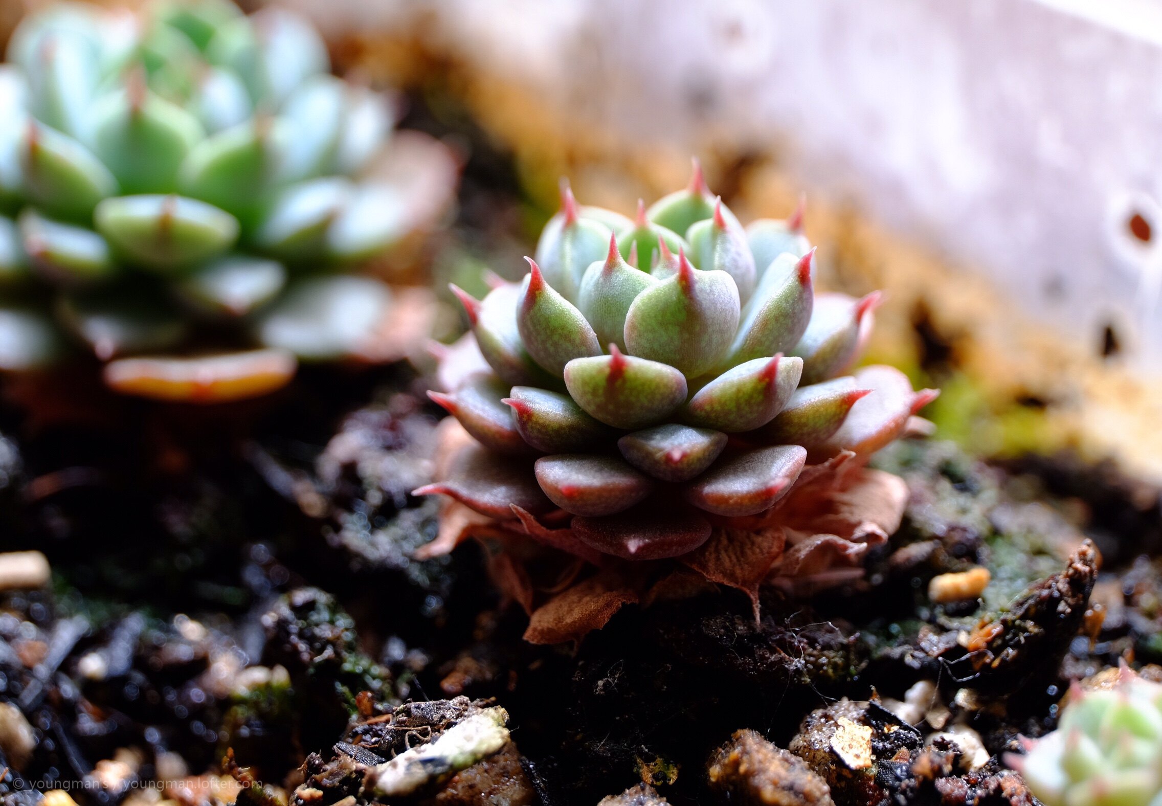 【薄叶蓝鸟多肉】_二手_转让_回收 – 闲鱼