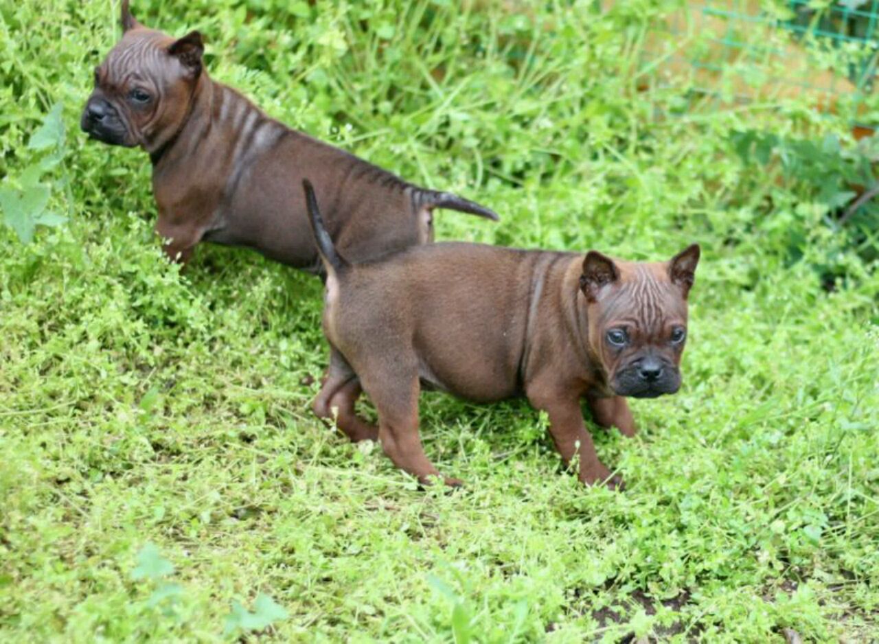 川东猎犬幼犬出售!打猎,看家,玩赏.支持支付宝中介交易,. 6小时前