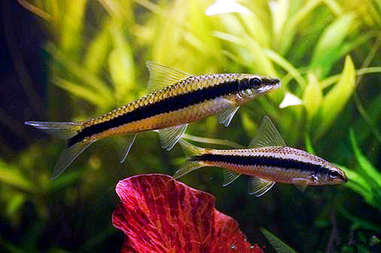 一线飞狐黑线飞狐