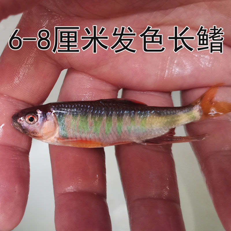 阮氏-特价促销-优惠券领取-价格|多少钱|什么牌子好-35优惠券网站