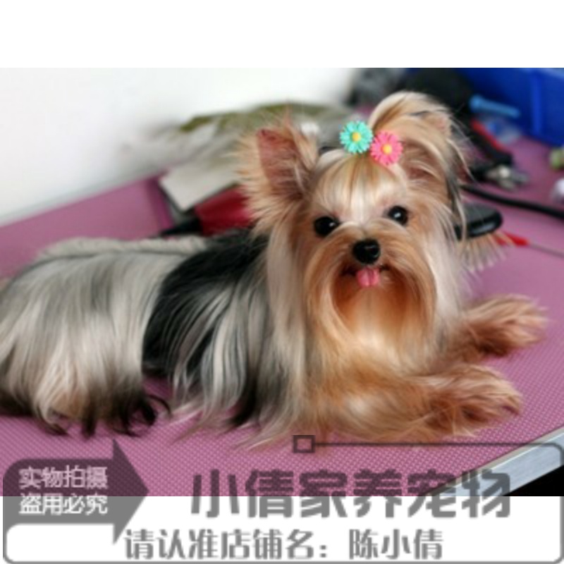 纯种赛级约克夏犬幼犬金头银背血统纯正小体型茶杯犬宠物狗活体q