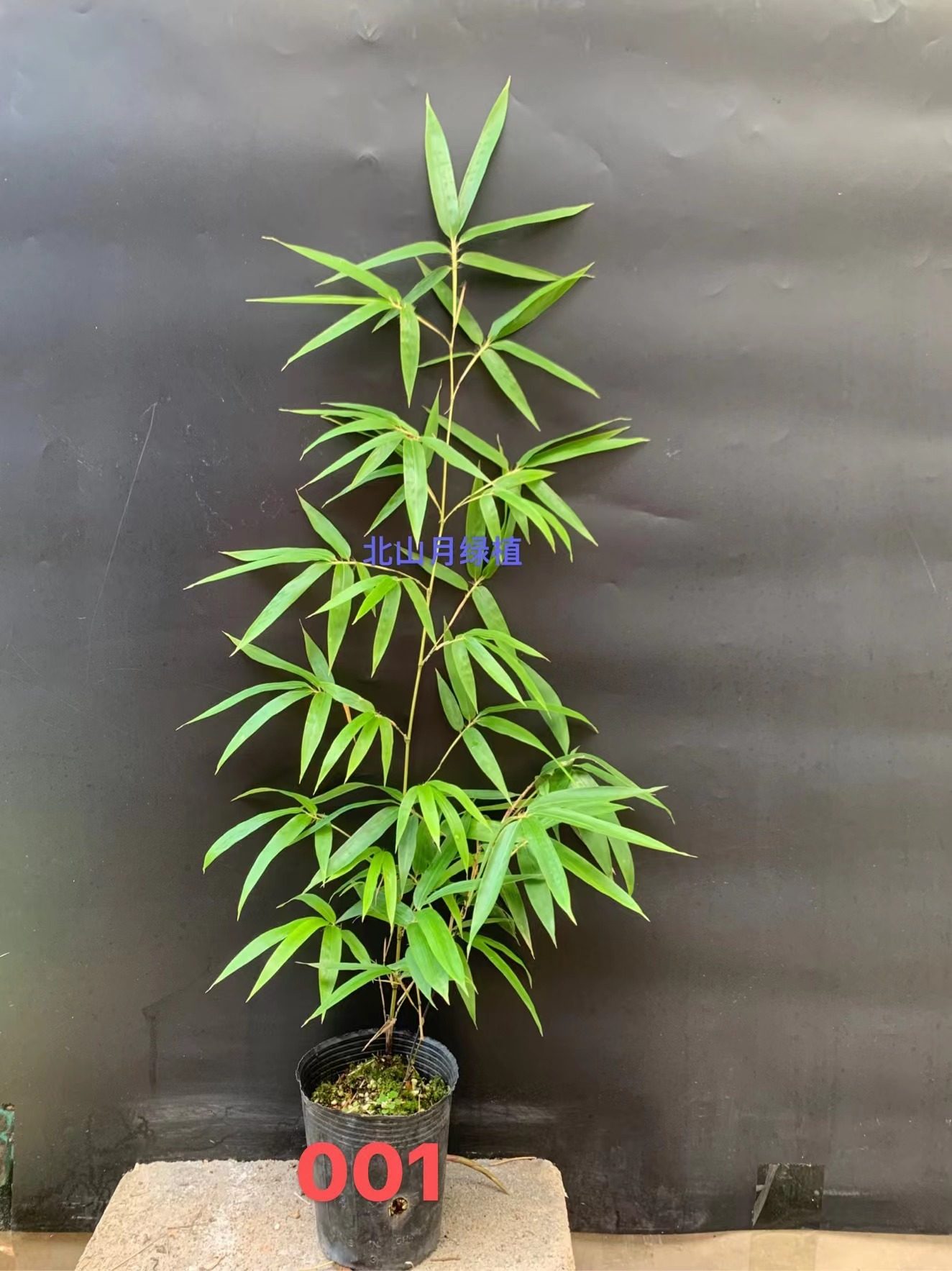 墨竹黑竹黑暮竹国内品种紫竹室外庭院竹