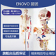 全身人体骨骼模型医用高端医学教学活动拆卸结构骨架解剖可肌肉点
