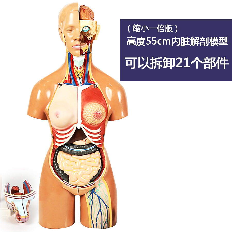 新易医学躯干血管神经肌肉解剖人体内