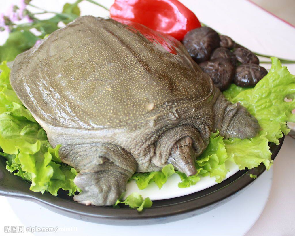 冬季进补/野外生态老鳖中华鳖王八外塘放养仿野生600-700g/包邮