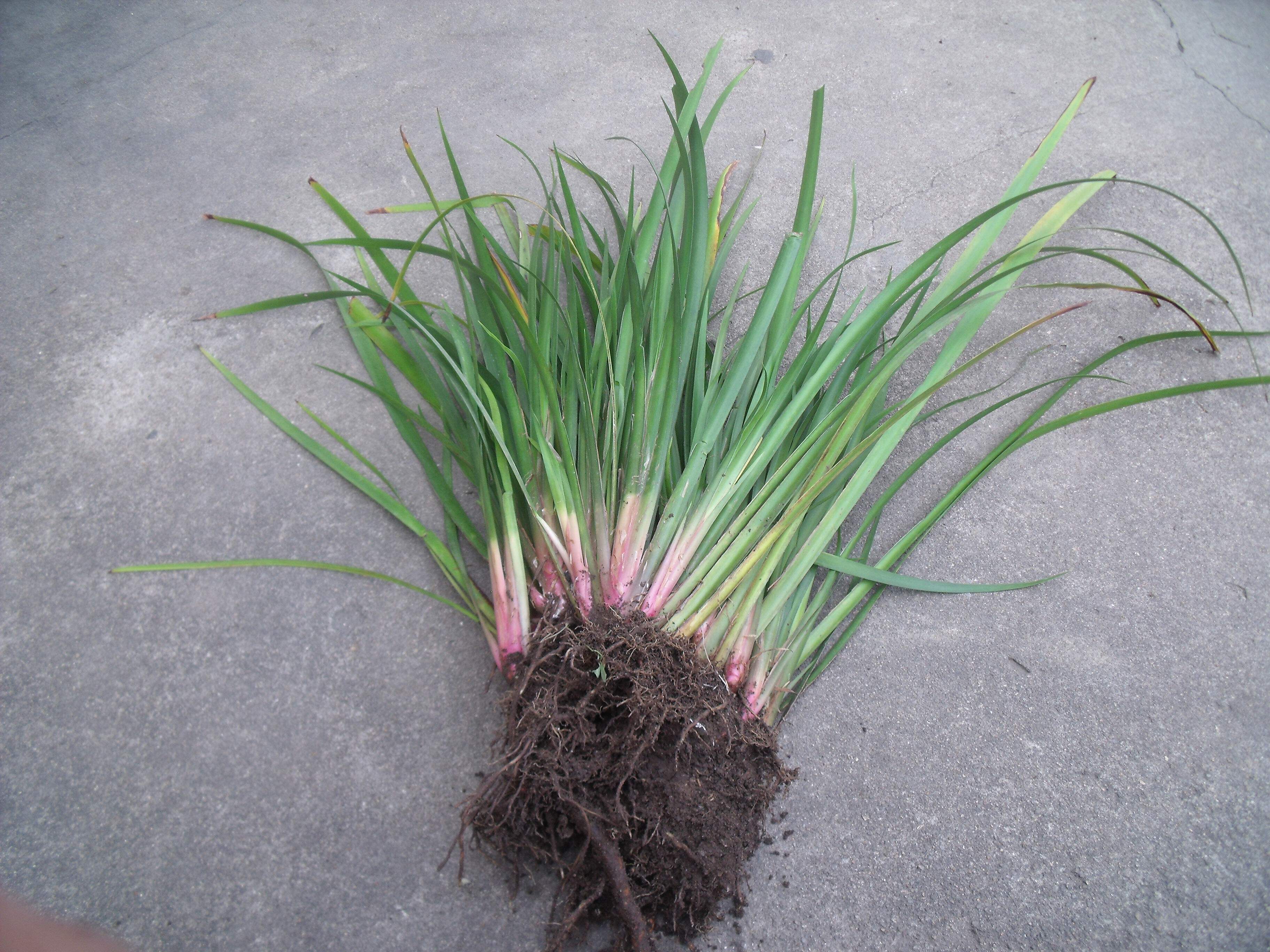 茴香菖蒲香料沙姜香草盆景随手香养龟附石盆栽香苗甘苁路边香三萘