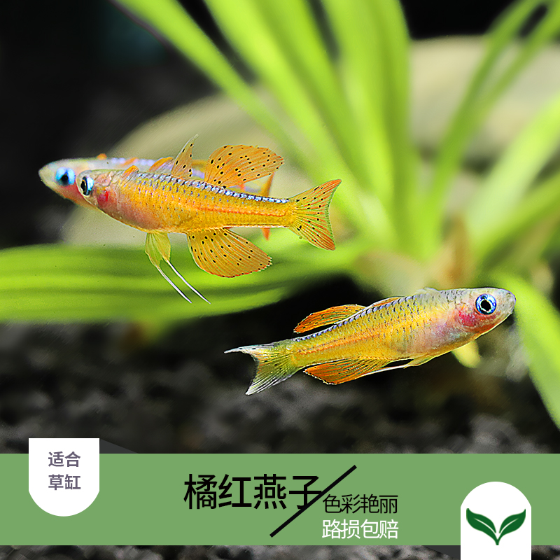 原生小型灯科观赏鱼橘红燕子鱼霓虹燕子鱼活体鱼热带鱼宠物鱼草缸