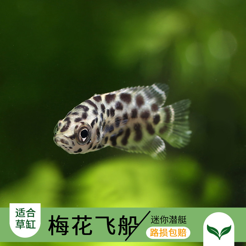 优鱼梅花鱼梅花鱼活体梅花飞船活体鱼梅花飞船热带鱼梅花鱼1143