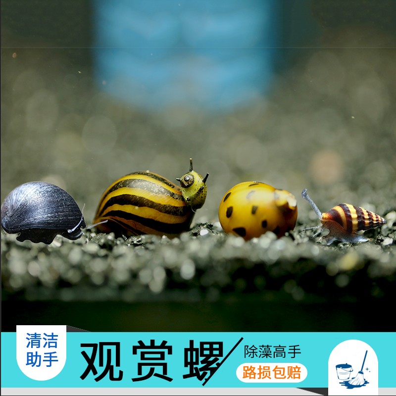 观赏螺宠物原生除藻螺工具蜗牛黑金刚螺苹果螺斑马螺洋葱螺杀手螺|msdalam kategori haiwan peliharaan/makanan haiwan dan bekalan, Aquarium World, skru - dari Buy2taobao.com untuk memberikan perkhidmatan ejen Taobao profesional membeli