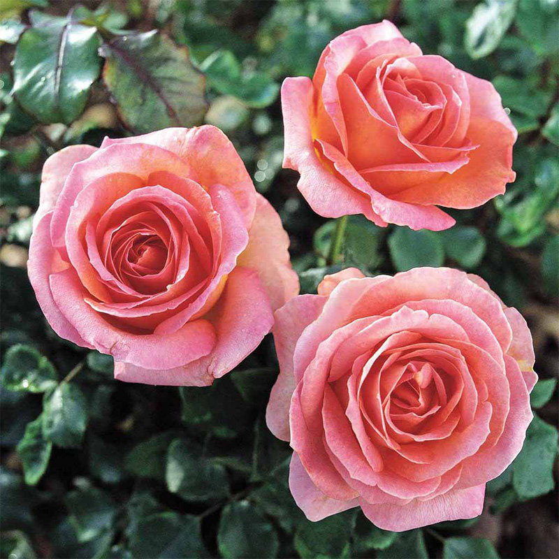 天狼月季 艾丽2.5升盆栽多季大花浓香庭院露台植物玫瑰花卉盆栽