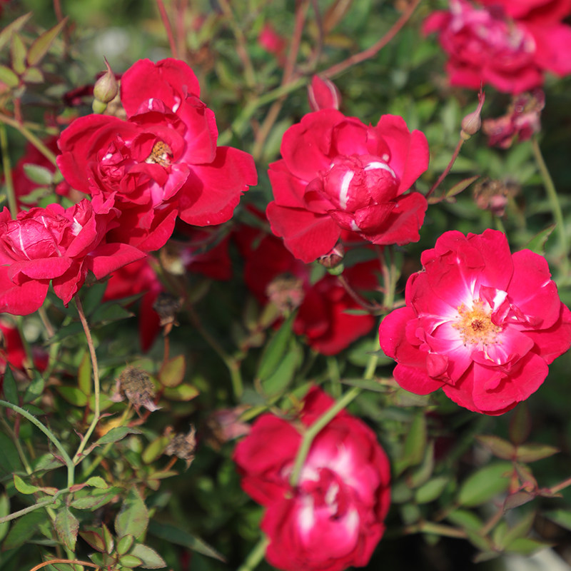 天狼月季 赤龙含珠2.