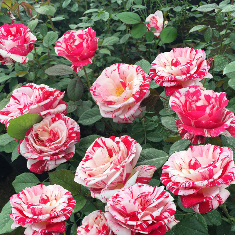 天狼月季节日礼花25升盆栽多季条纹灌木花园阳台植物玫瑰花卉