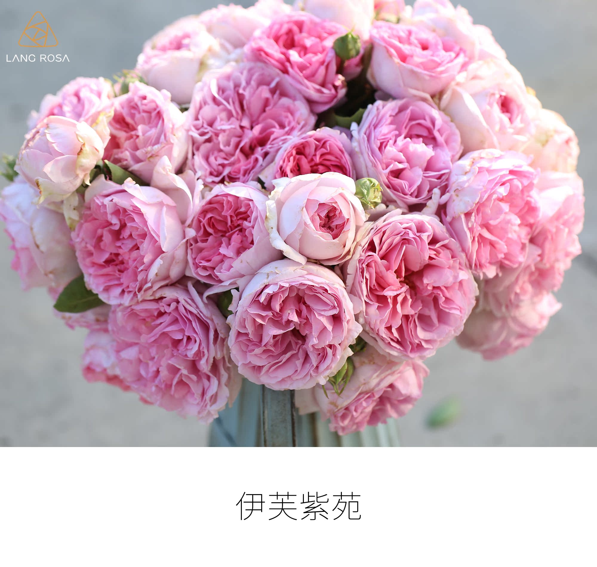天狼月季成品美植袋苗伊芙紫苑浓香花卉庭院花园多季开花玫瑰植物
