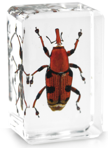 蝶语:芭蕉象甲 人工琥珀昆虫标本 真昆虫 自然科普教育教材用品