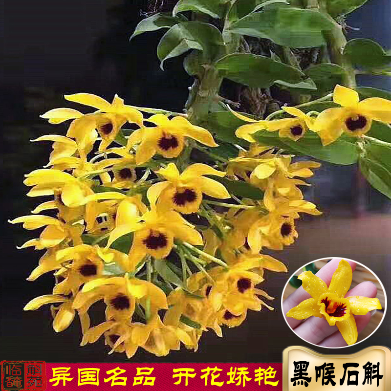 黑喉石斛苗稀有品种数量有限兰花大苗办公桌 保证对版 花艳丽明黄