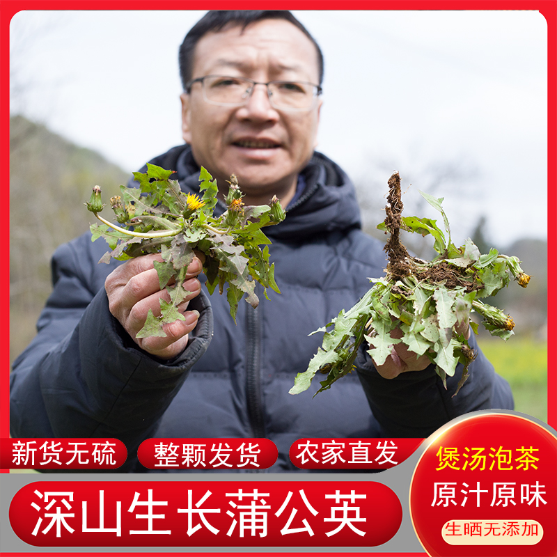 蒲公英深山无硫药材干货婆婆丁农家自