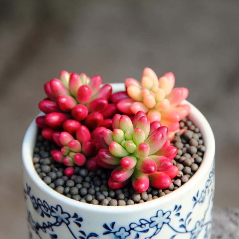 虹之玉锦 阳光橙全状态粉红色 景天科景天属锦化品种多肉植物麦太