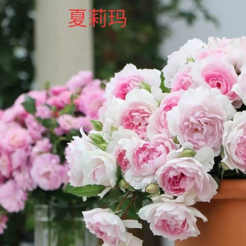 夏利玛     河本月季超新品  根接苗包邮非偏远