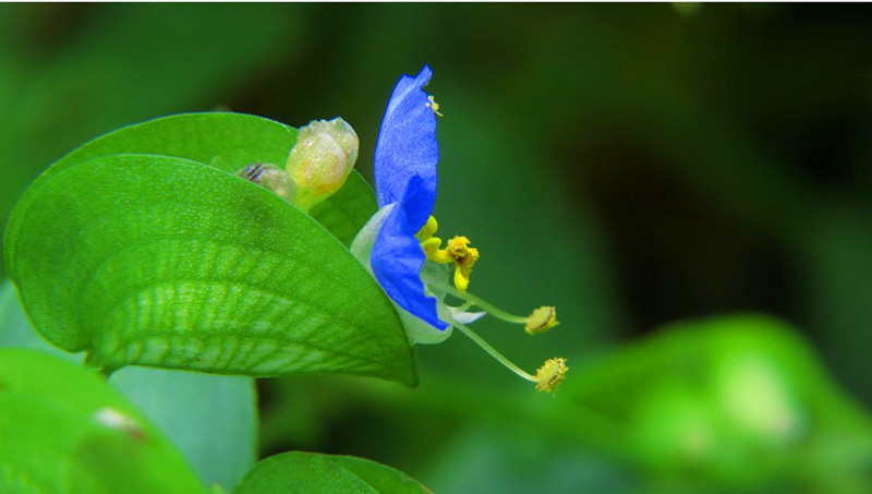 鸭拓草种子东北野生中草药植物室内盆栽新奇趣味观赏南北方四季