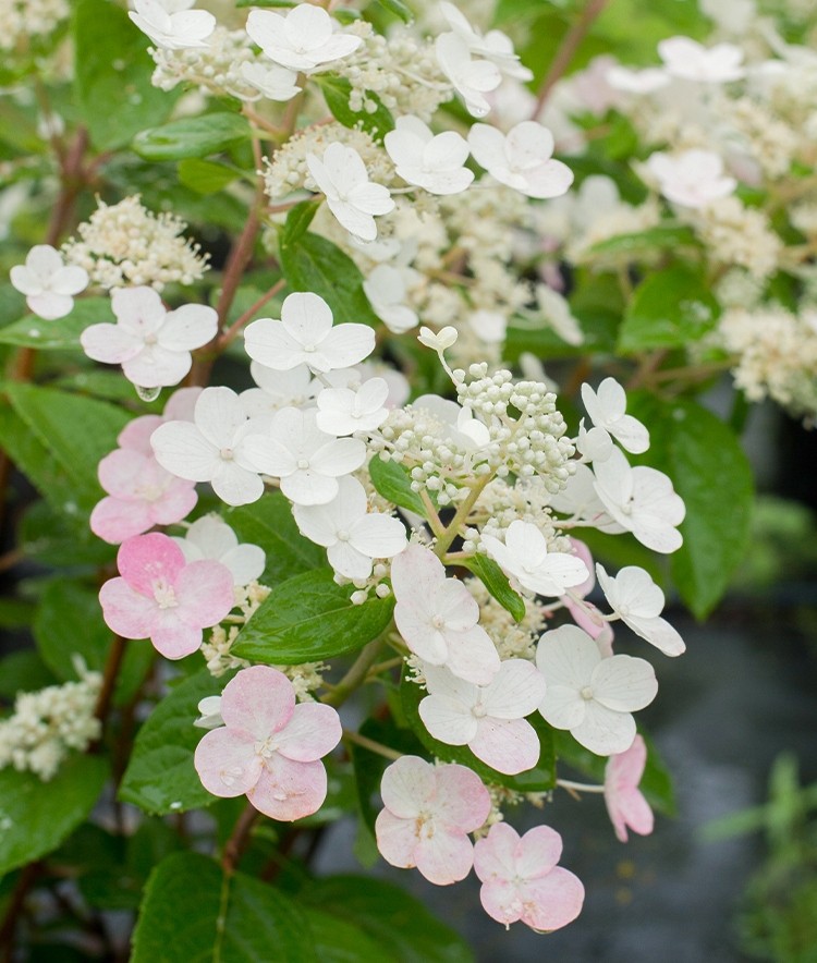 盛夏园艺圆锥绣球粉色精灵夏季开可做干花庭院花卉植物盆栽