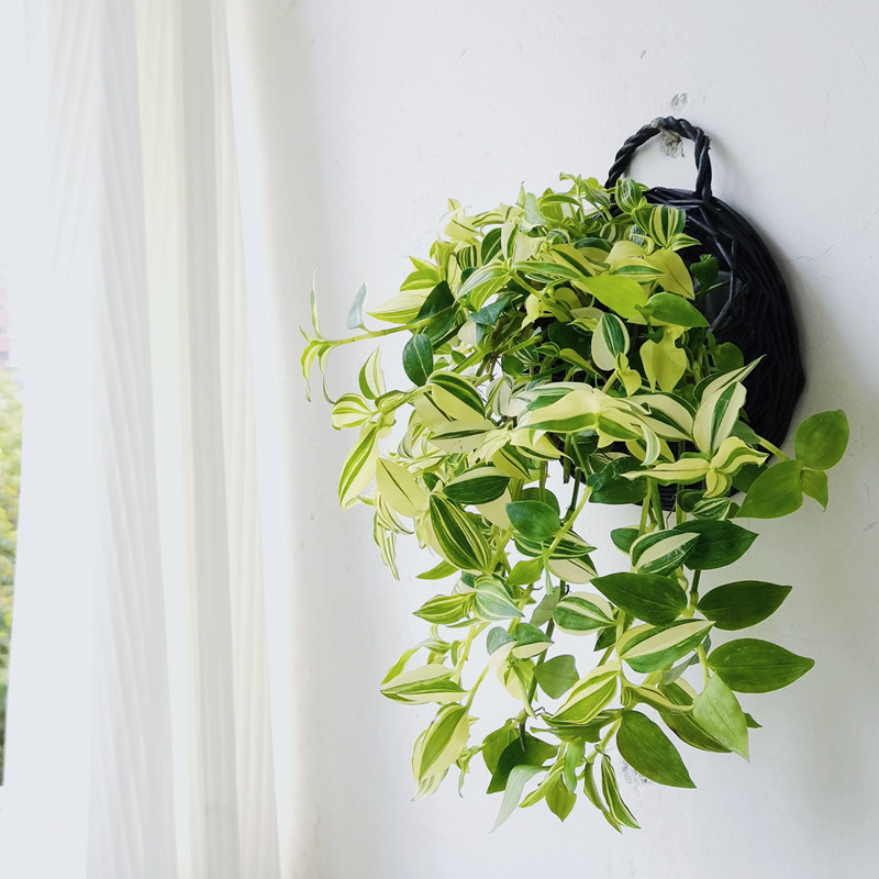 花叶吊竹梅植物壁挂爬藤绿植阳台鸭舌吊兰汉白玉青叶翡翠垂吊盆栽