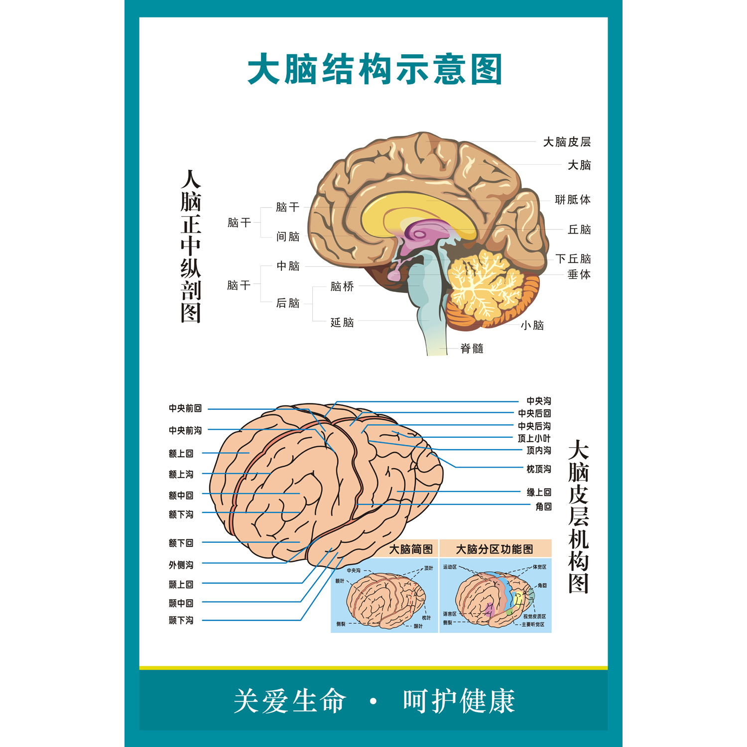 大脑解剖图 人体脑部神经结构大挂图 人体器官解剖图示意图海报