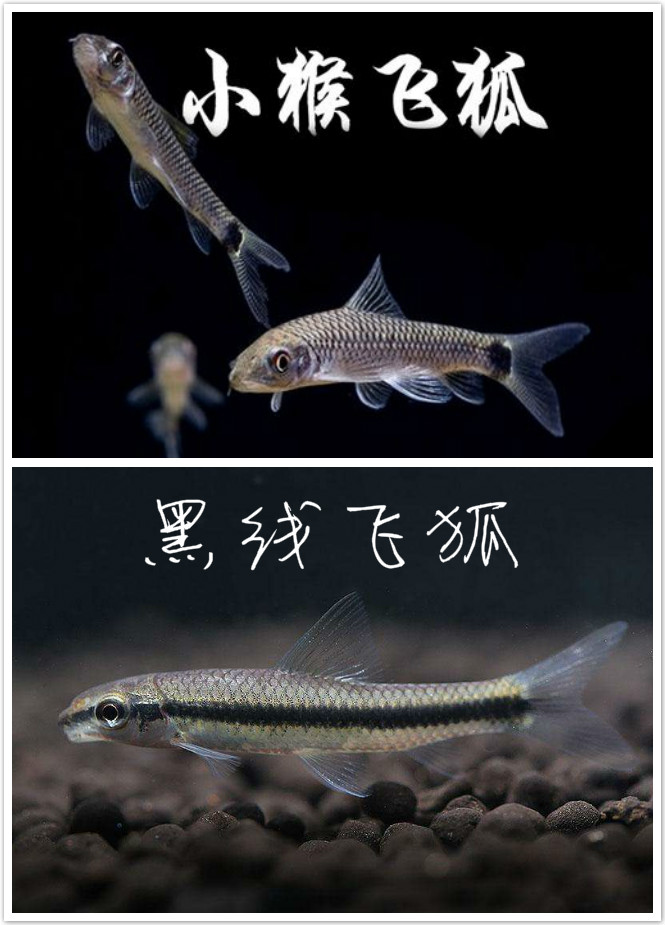 一线飞狐黑线飞狐