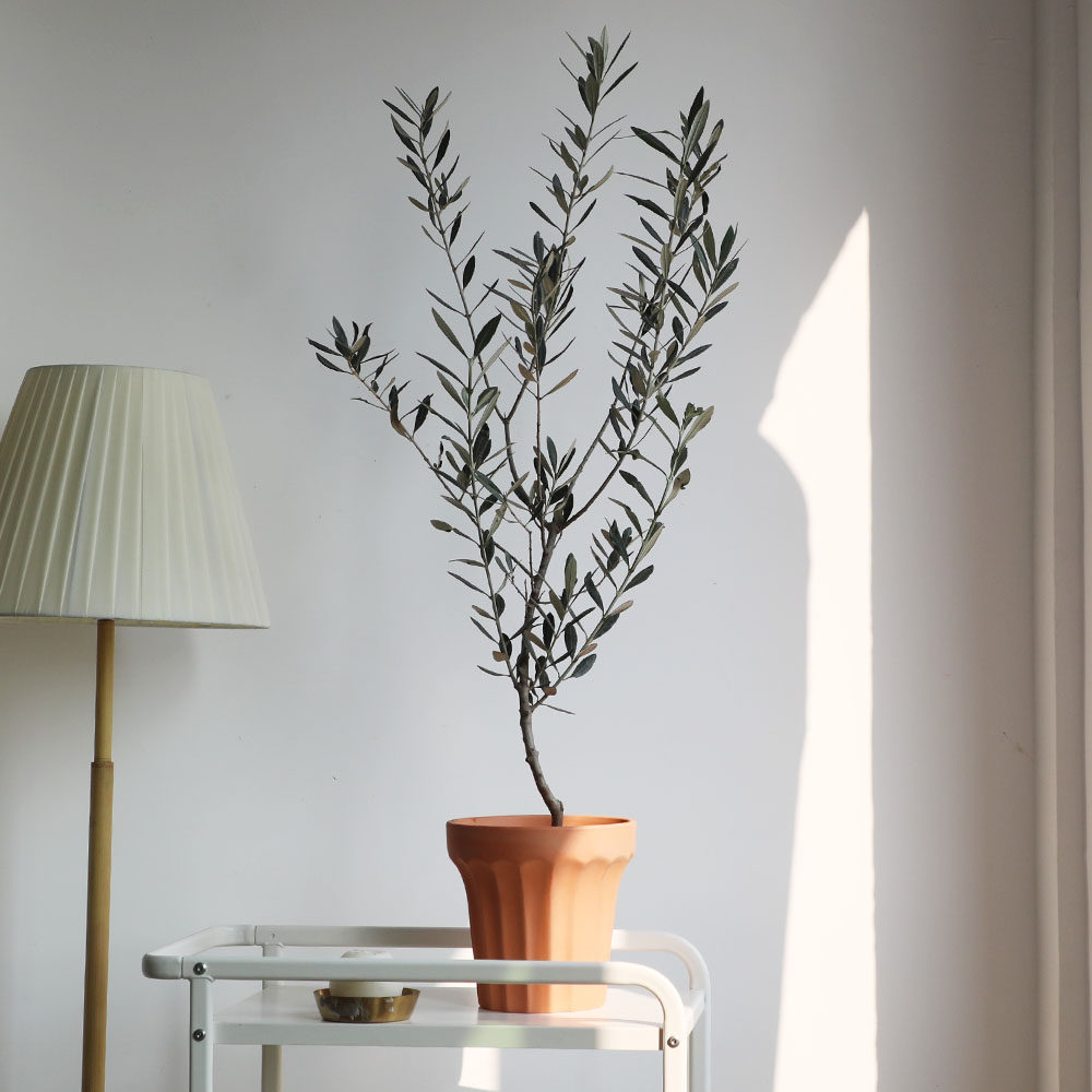 地中海油橄榄树盆栽室内阳台客厅大植物北欧北欧趣味观叶落地绿植