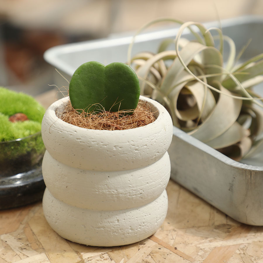 心叶球兰心形多肉盆栽客厅室内一片心植物礼品办公室桌面绿植礼物淘宝