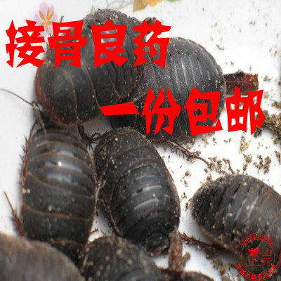 大母虫活体土元地鳖虫种虫产卵母土鳖接骨虫骨折用礼品500g包邮
