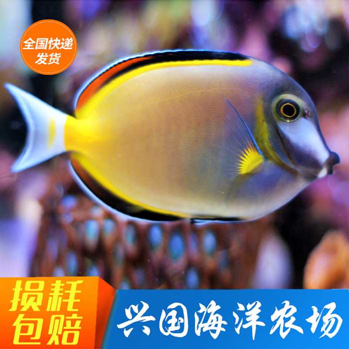 七彩神仙鱼活体 观赏鱼_七彩吊 五彩吊活体海水观赏鱼 花倒吊除藻彩色