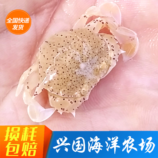 黎明蟹 翻沙蟹海水鱼缸活体黄色小螃蟹翻砂海星利器快递包活