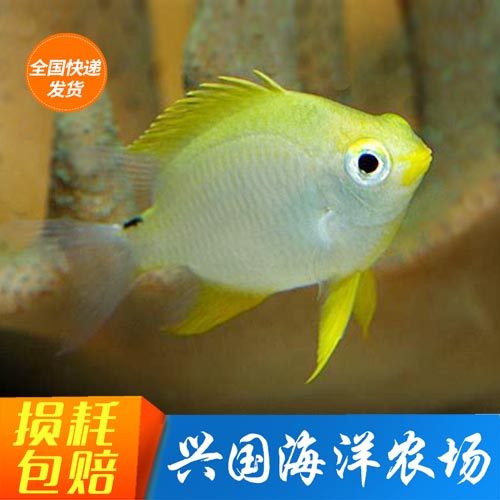 黄金雀黄将军海水鱼活体雀雕类闯缸蓝魔黄魔青魔么黄色快递包活