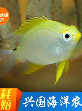 黄金球体蝴蝶鲤纯种活体短身黄金色冷水锦鲤金鱼观赏鱼金黄色番薯鱼舍