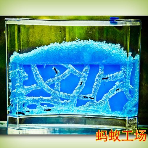 寵物螞蟻工坊家園城堡小螞蟻宮殿螞蟻寵物螞蟻工房別墅蟻巢送螞蟻在類目 寵物/寵物食品及用品, 爬蟲/鳴蟲及其用品, 螞蟻工坊中 - 來自Buy2taobao.com提供專業的淘寶代購服務