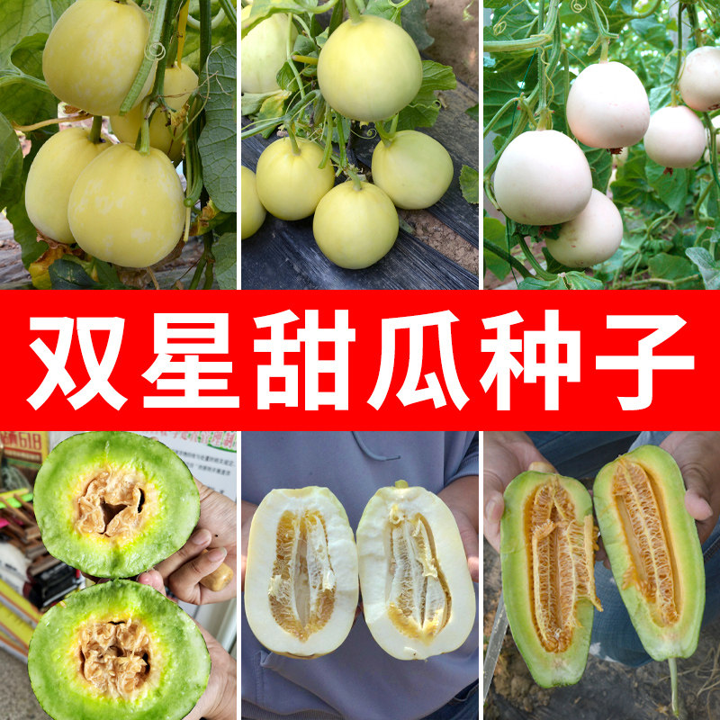 双星甜瓜种籽大全白皮花皮香瓜种子超甜夏季四季盆栽苗秧水果苗孑