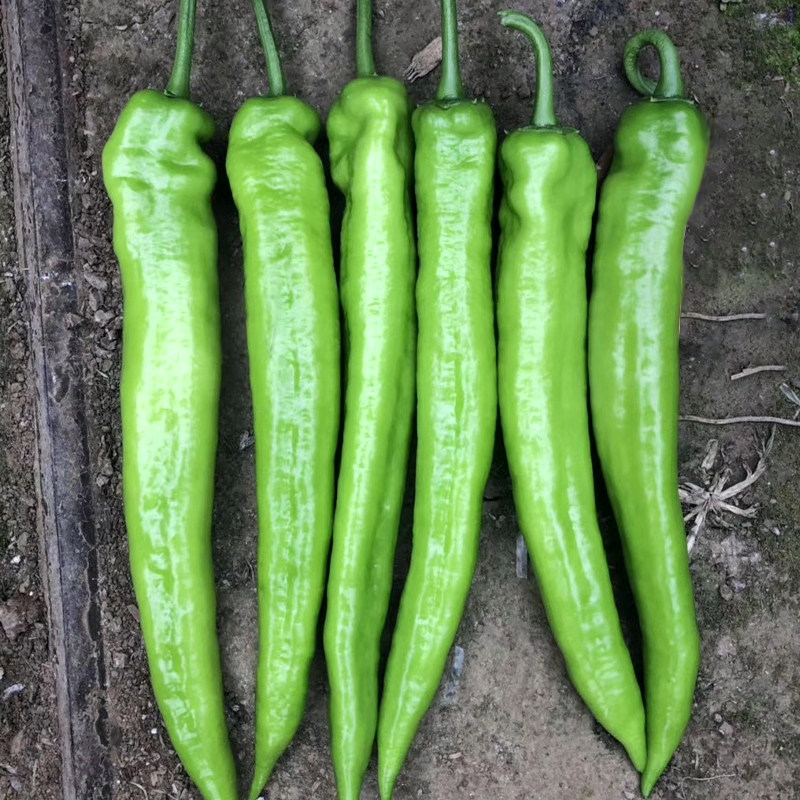 日本莱斯特尖椒种子辣椒羊角椒种籽辣味浓蔬菜孑大果型耐低温高产