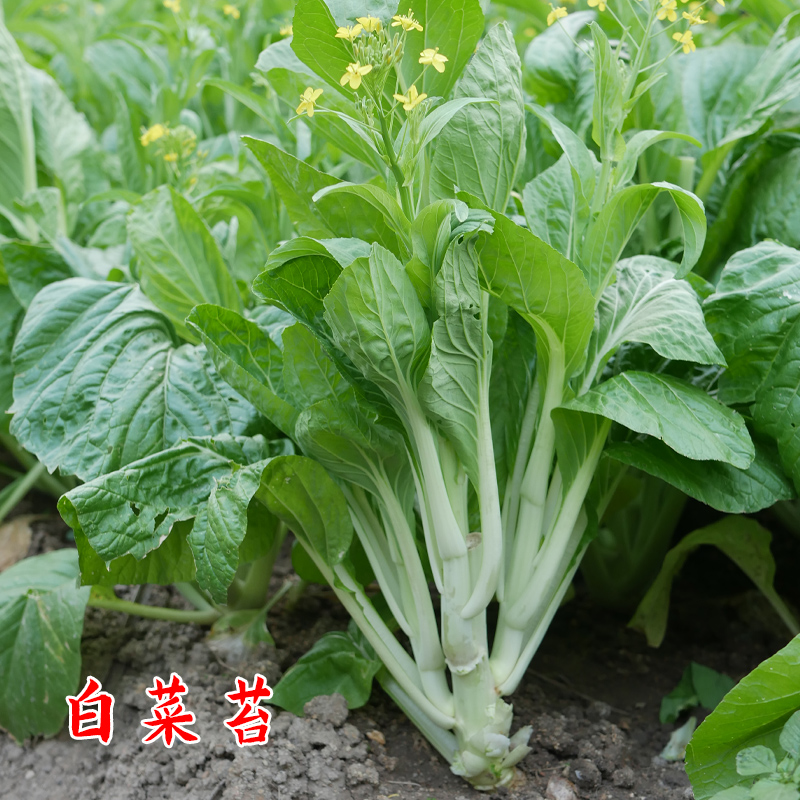 香甜早花白菜苔种子菜心广东湖北小白菜春夏秋冬四季播蔬菜种籽孑