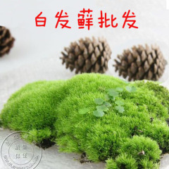 龙猫小梅白发苔藓微缩景观生态瓶创意迷你文竹盆栽diy办公室植物