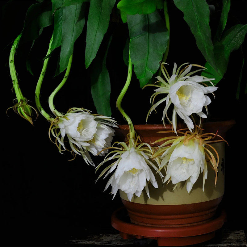 小叶昙花盆栽苗琼花一现月下美人带花苞绿植物室内韦陀花好养活