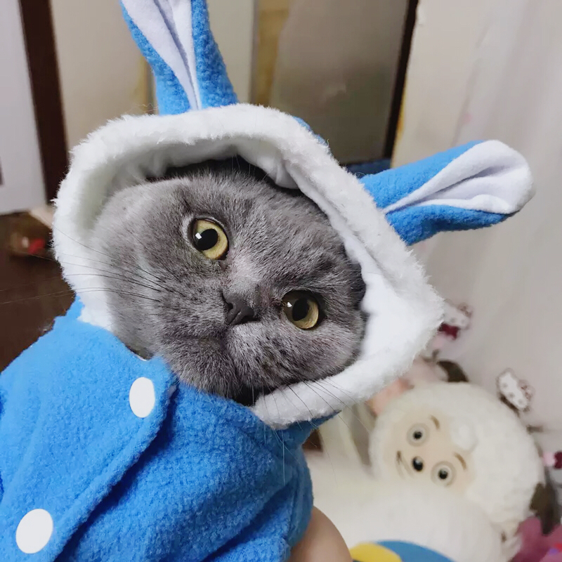 加菲猫_猫咪衣服秋冬装布偶加菲猫蓝猫幼猫英短冬天加厚猫猫可爱冬季