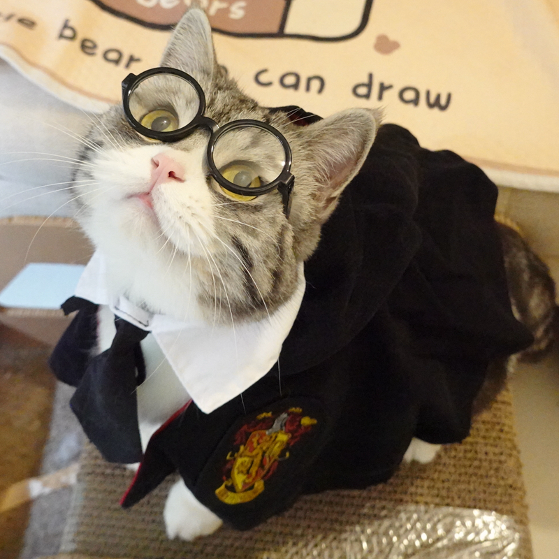 小博士圆框眼镜可爱宠物猫眼镜拍照装扮道具酷潮搞怪狗狗猫咪饰品