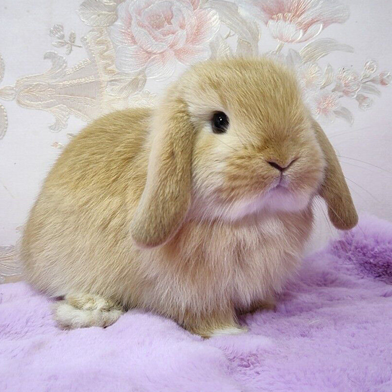 折耳兔活体_荷兰进口短毛垂耳兔进口混血兔宝宝纯种宠物兔活物小型