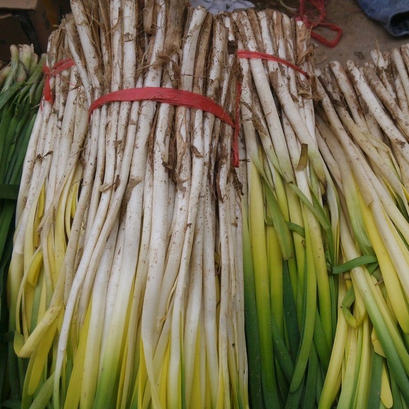 兰州韭菜春韭菜粗杆黄韭菜2500克兰州发货顺丰配送5斤包邮