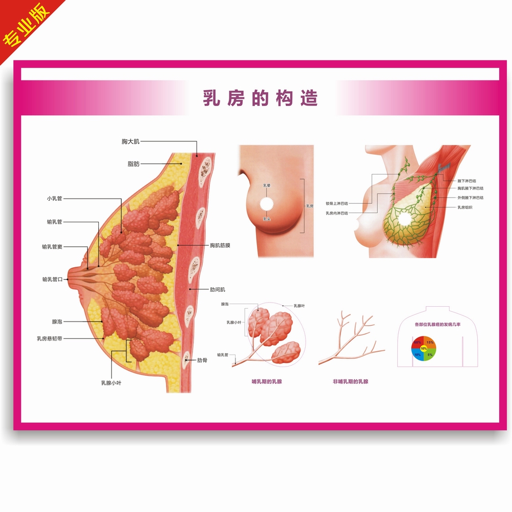 乳房解剖图乳房构造图结构图乳腺疾病图谱乳腺自查海报医学挂图