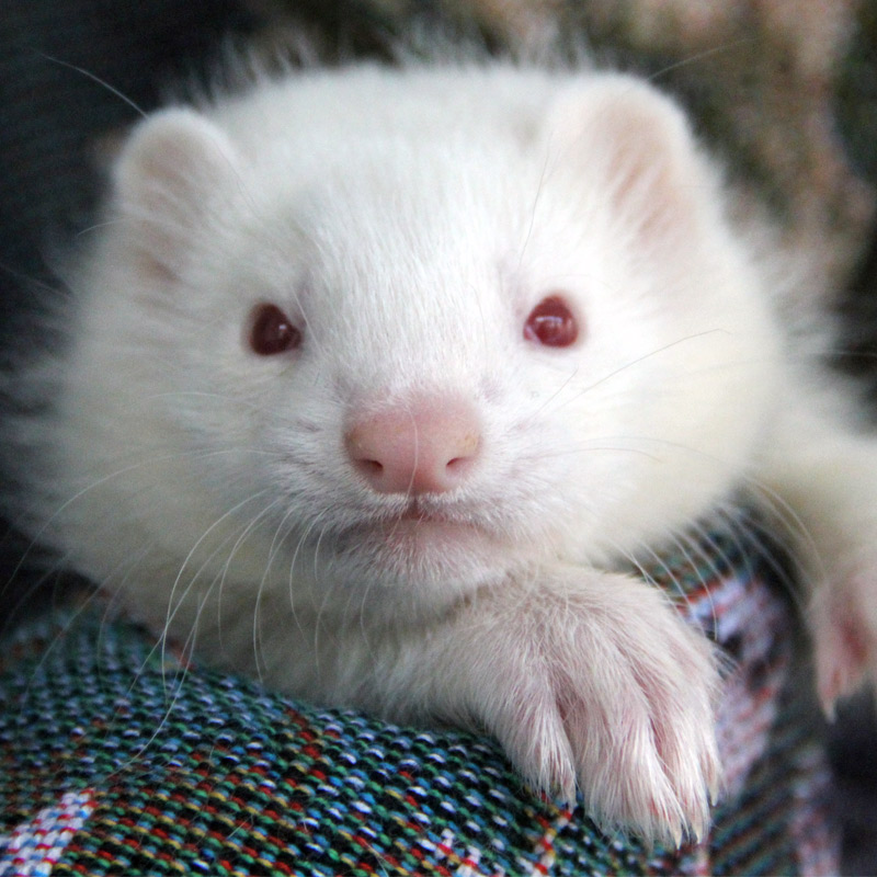 萌宠_安哥鲁宠物貂【红眼】雪貂懒人宿舍萌宠小动物活体宠物雪貂幼貂