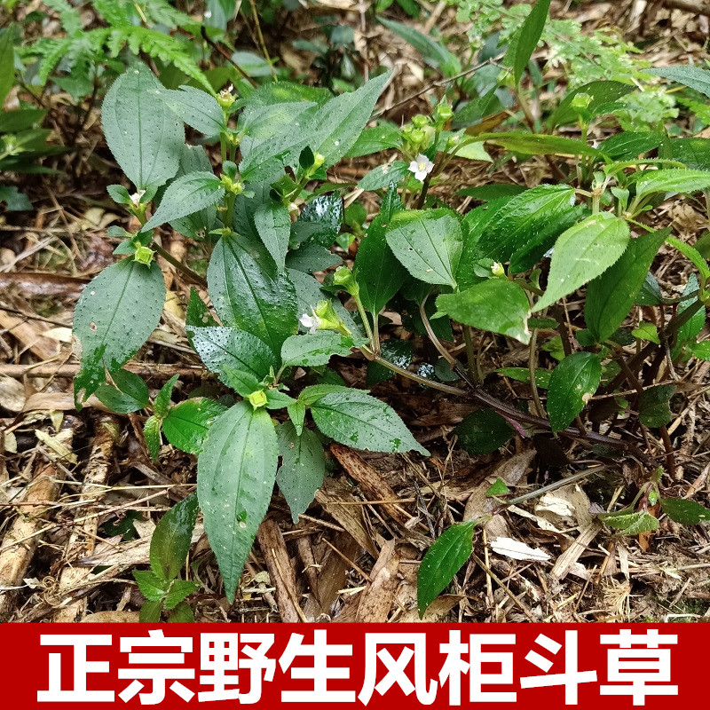 正宗生新鲜风柜斗草野楮头红肉穗草500g现采风骨草风鼓草风谷草
