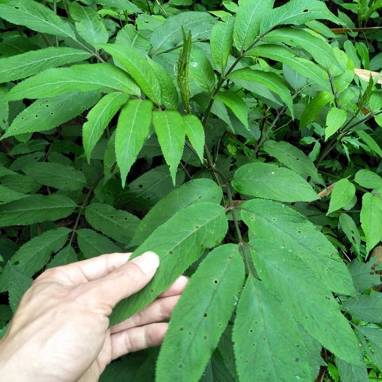 chinensis lindl别称陆英,蒴藋,排风藤,八棱麻,大臭草,秧心草小接骨丹