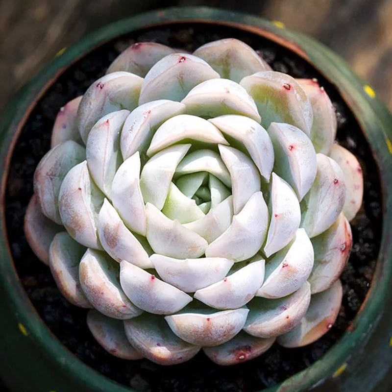 墨西哥雪球单头多头群生老桩缀化丸叶多肉植物多肉植物